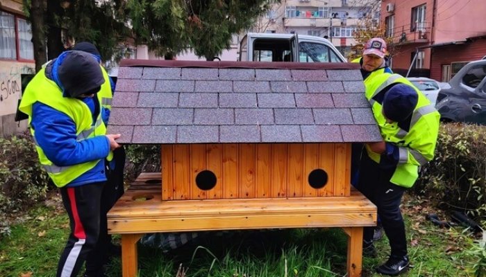 codițe cozy adăposturi pisici