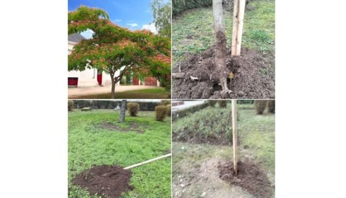 furt arbori sgu ploiești