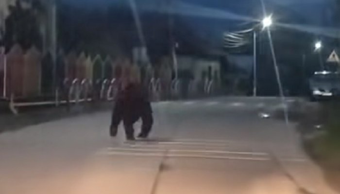 garduri electrice în localitățile care au probleme cu urșii