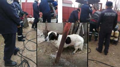 FOTO. Câine salvat dintr-o fântână la Mănești