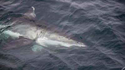 Cine este românca ucisă de rechin în timpul vacanței în Egipt