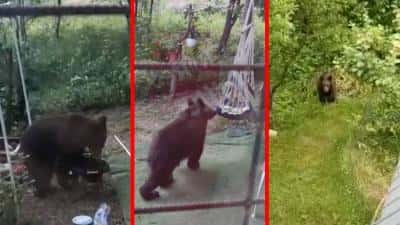 VIDEO 🎦 Panică în Nistoreşti, din cauza urşilor. Un urs a fost surprins într-o curte, adulmecând grătarul şi