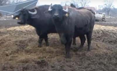 Fermier din Prahova, amendat pentru că-și înfometa animalele