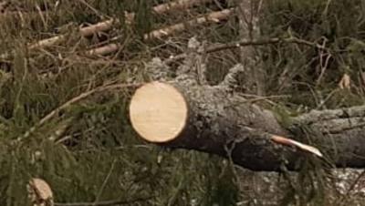 Dosar penal pentru doi bărbaţi din Scorţeni, prinşi cu căruţa plină de lemne furate