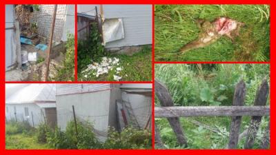 VIDEO | Un urs a dat atacul într-o gospodărie din Măneciu