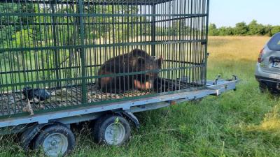 Încă un urs a fost capturat în Măneciu, cu ajutorul cuștii Primăriei